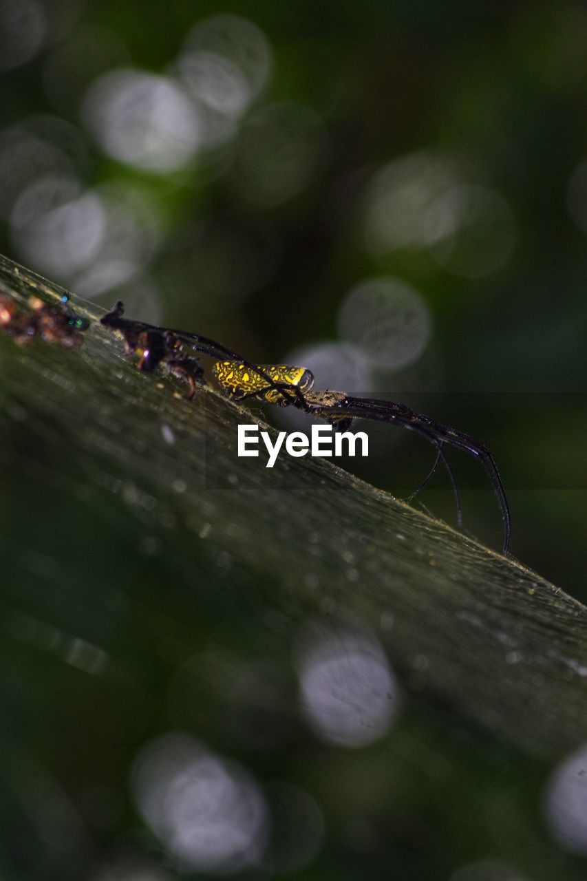 CLOSE-UP OF INSECT ON WOOD