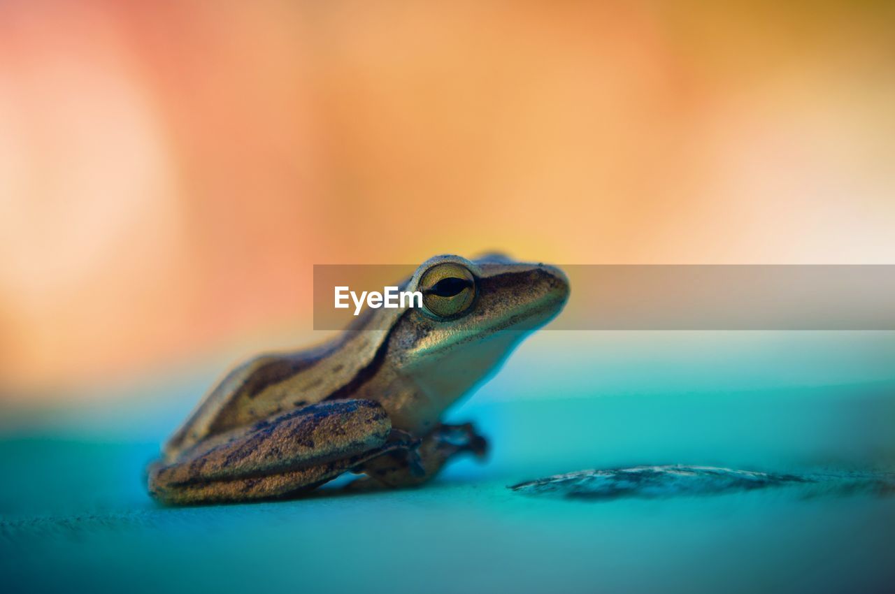 Close-up of frog on turquoise surface