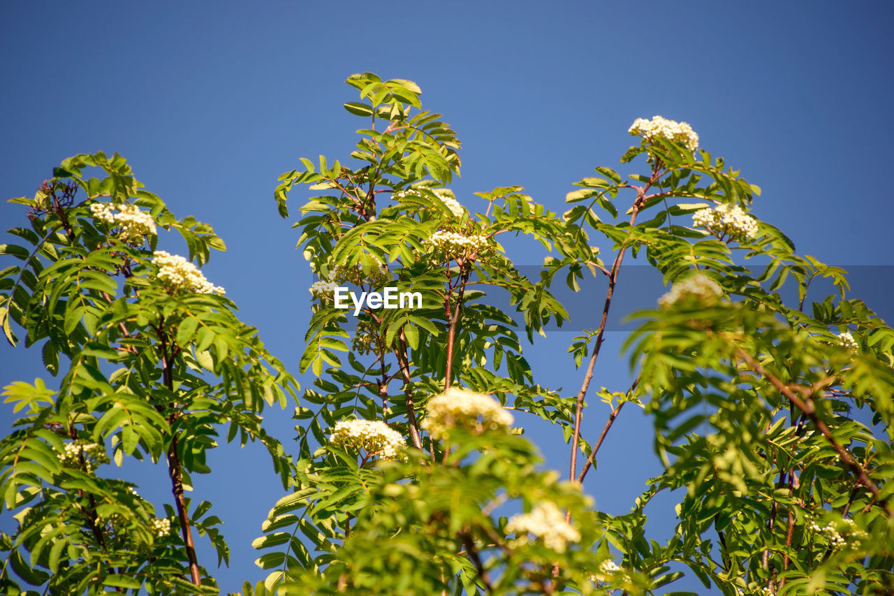 Low angle view of plant against clear blue sky