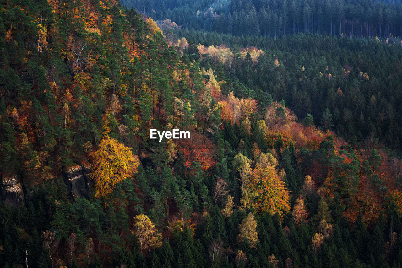 Trees on mountain during autumn