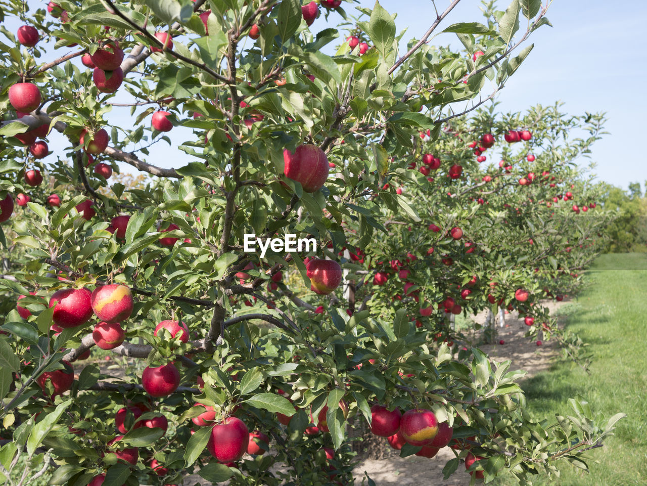 Apples trees on field