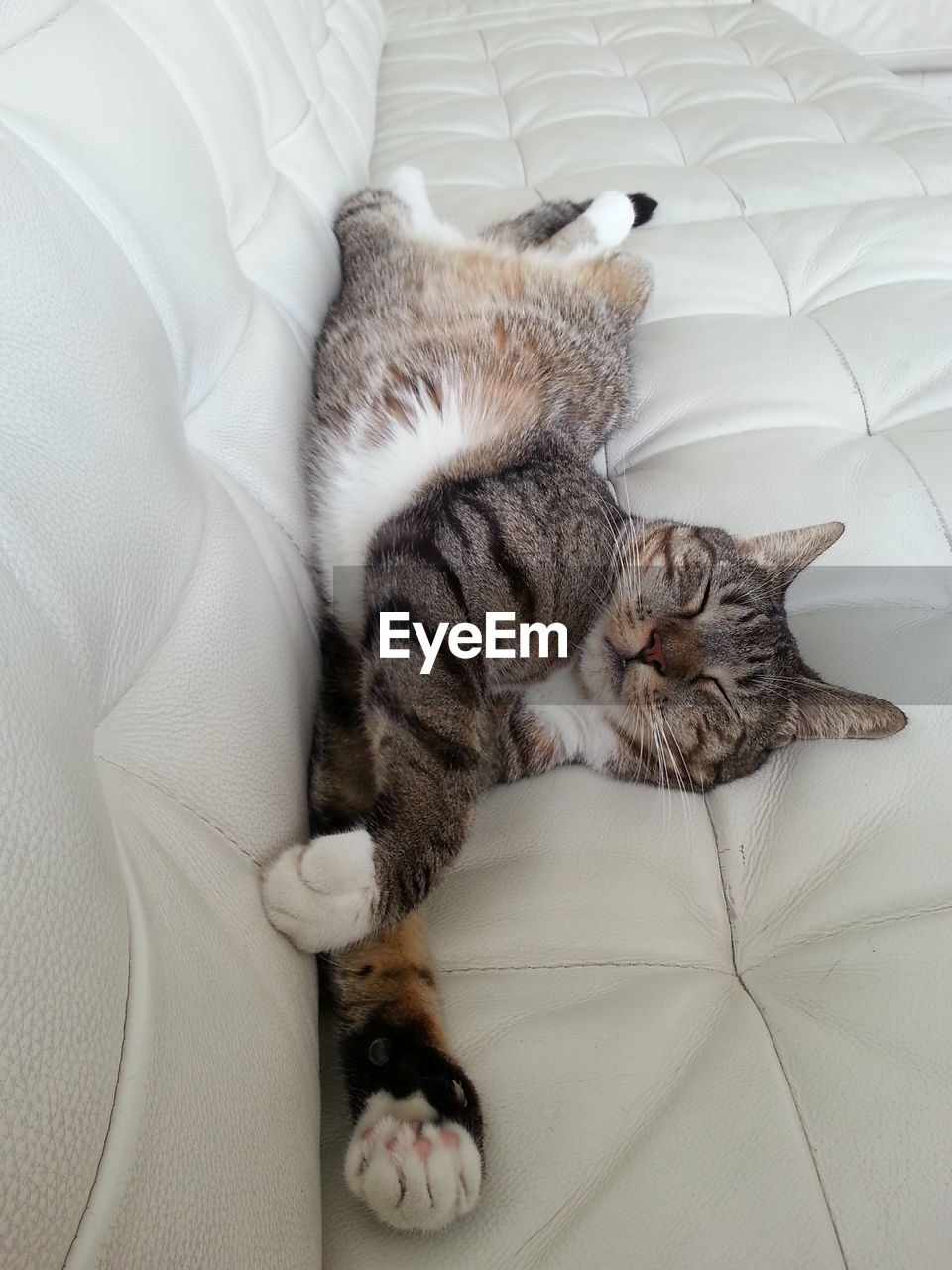 Cat sleeping on sofa 