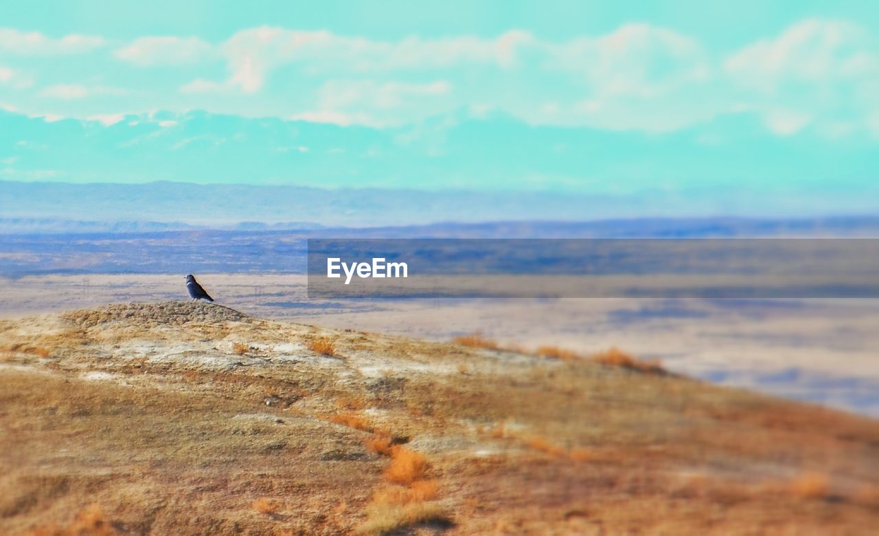 Bird on hill against sky