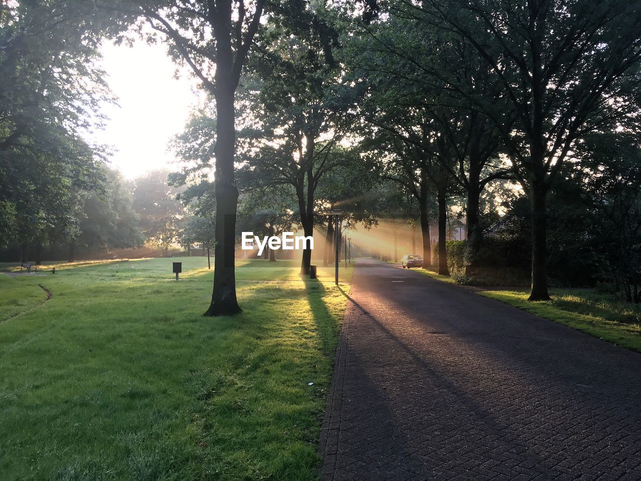 ROAD PASSING THROUGH TREES