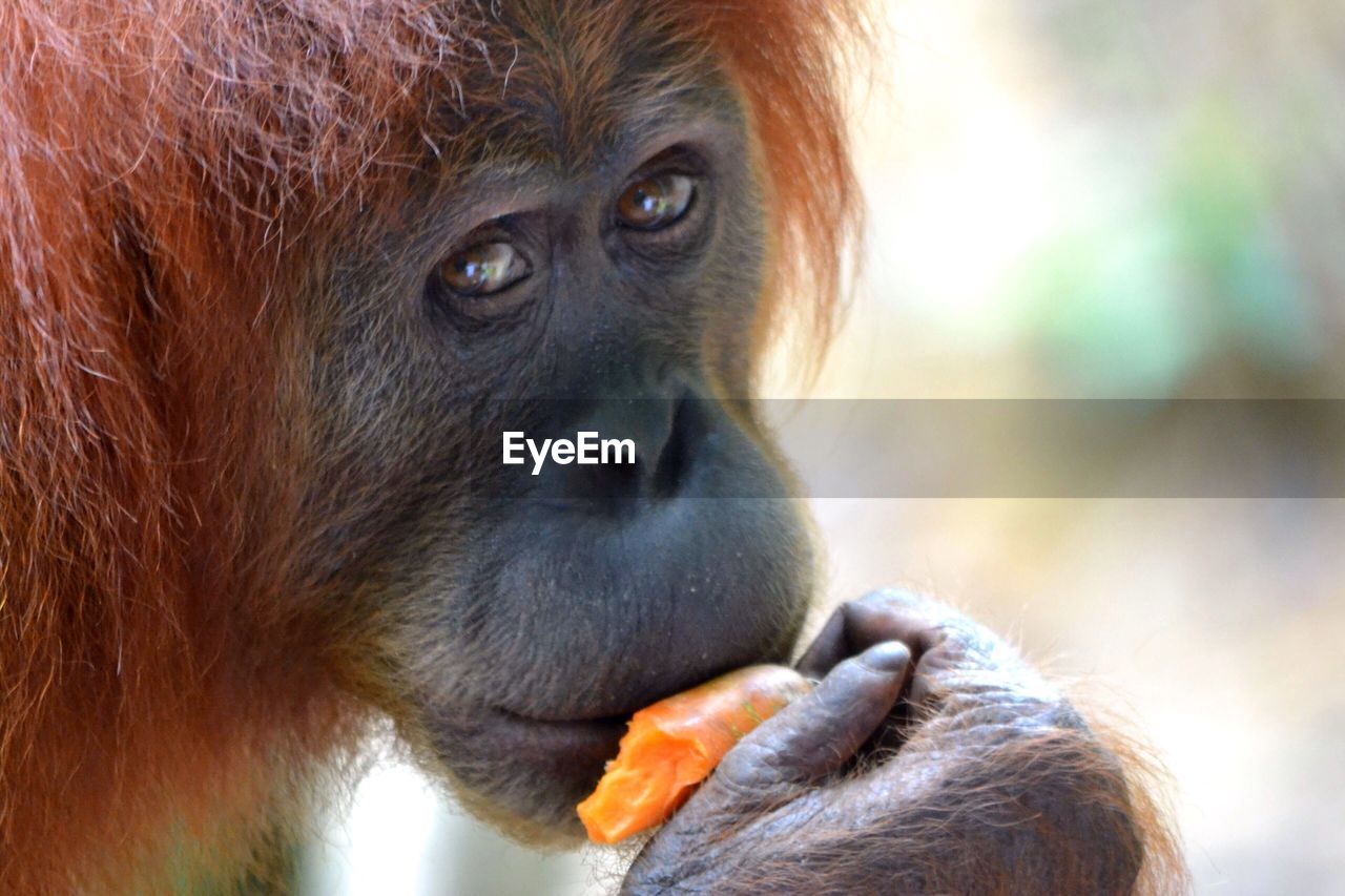 Close-up of orangutan eating food