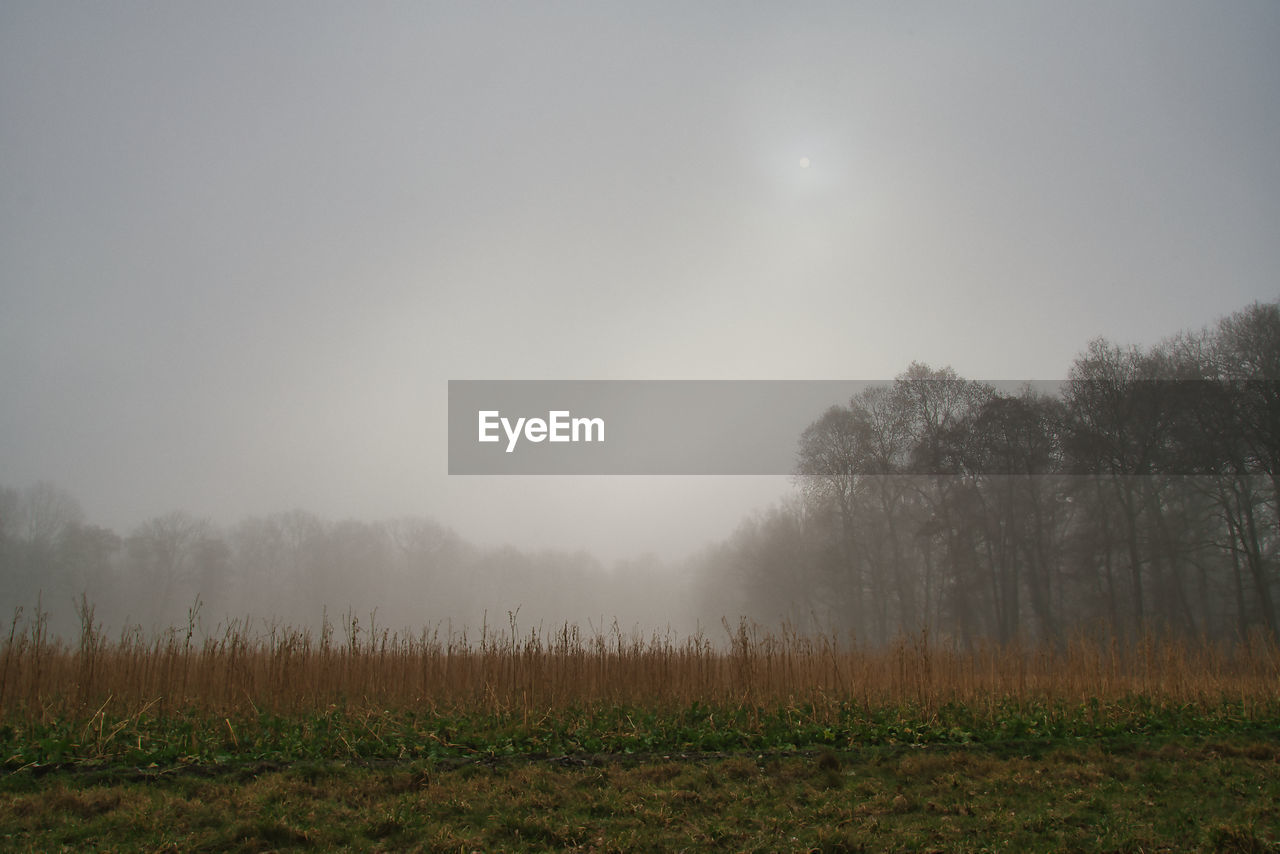 TREES GROWING ON FIELD AGAINST SKY