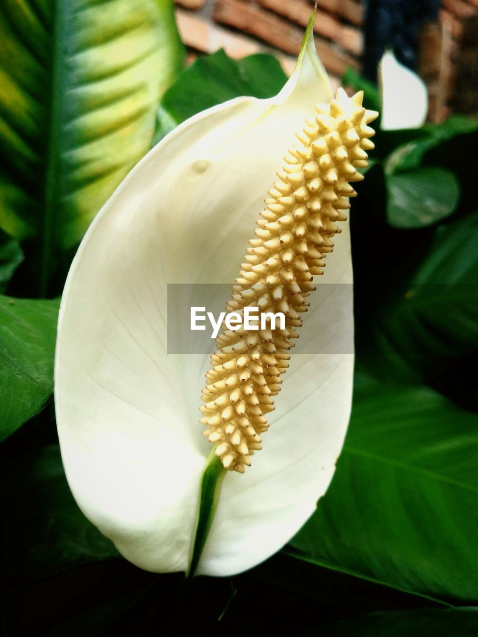 CLOSE-UP OF WHITE FLOWER