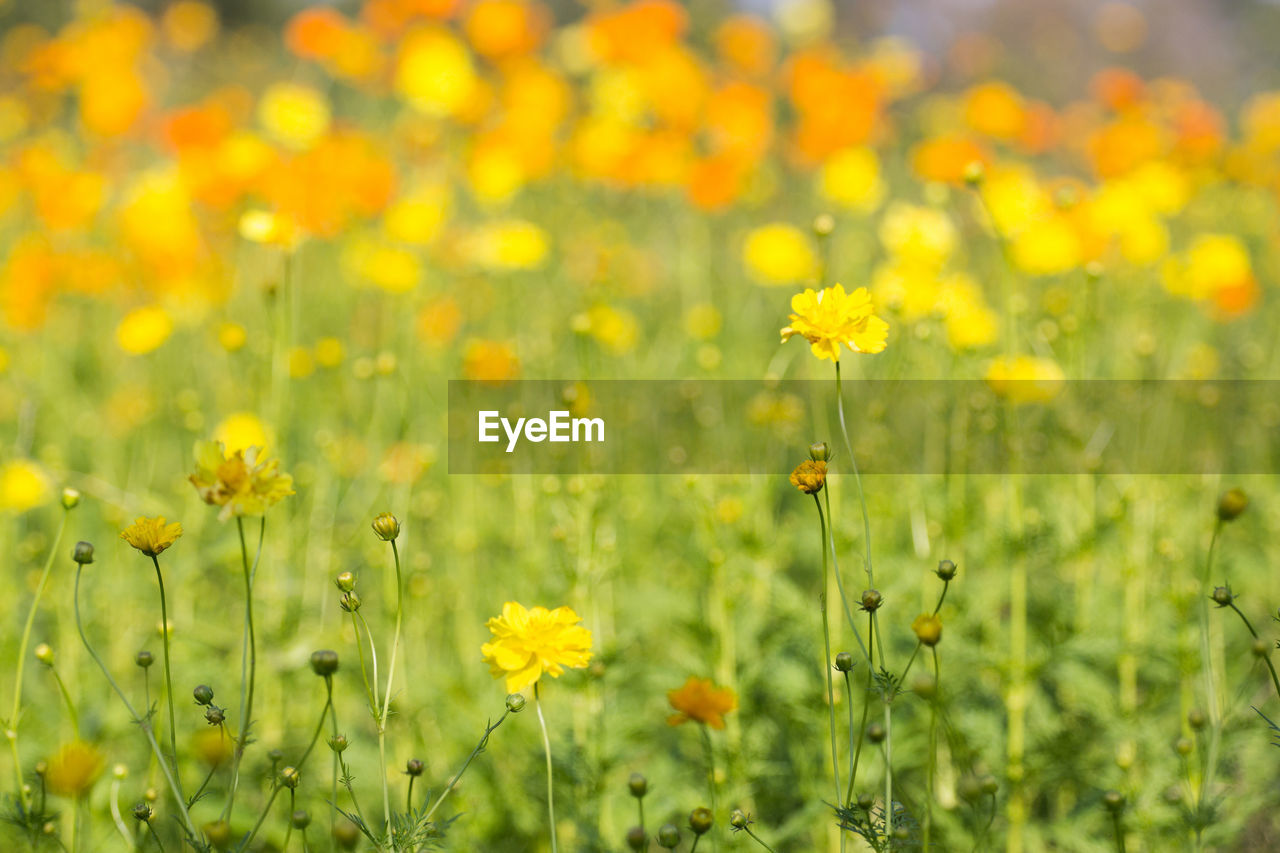 Close-up of yellow flowering plants on field