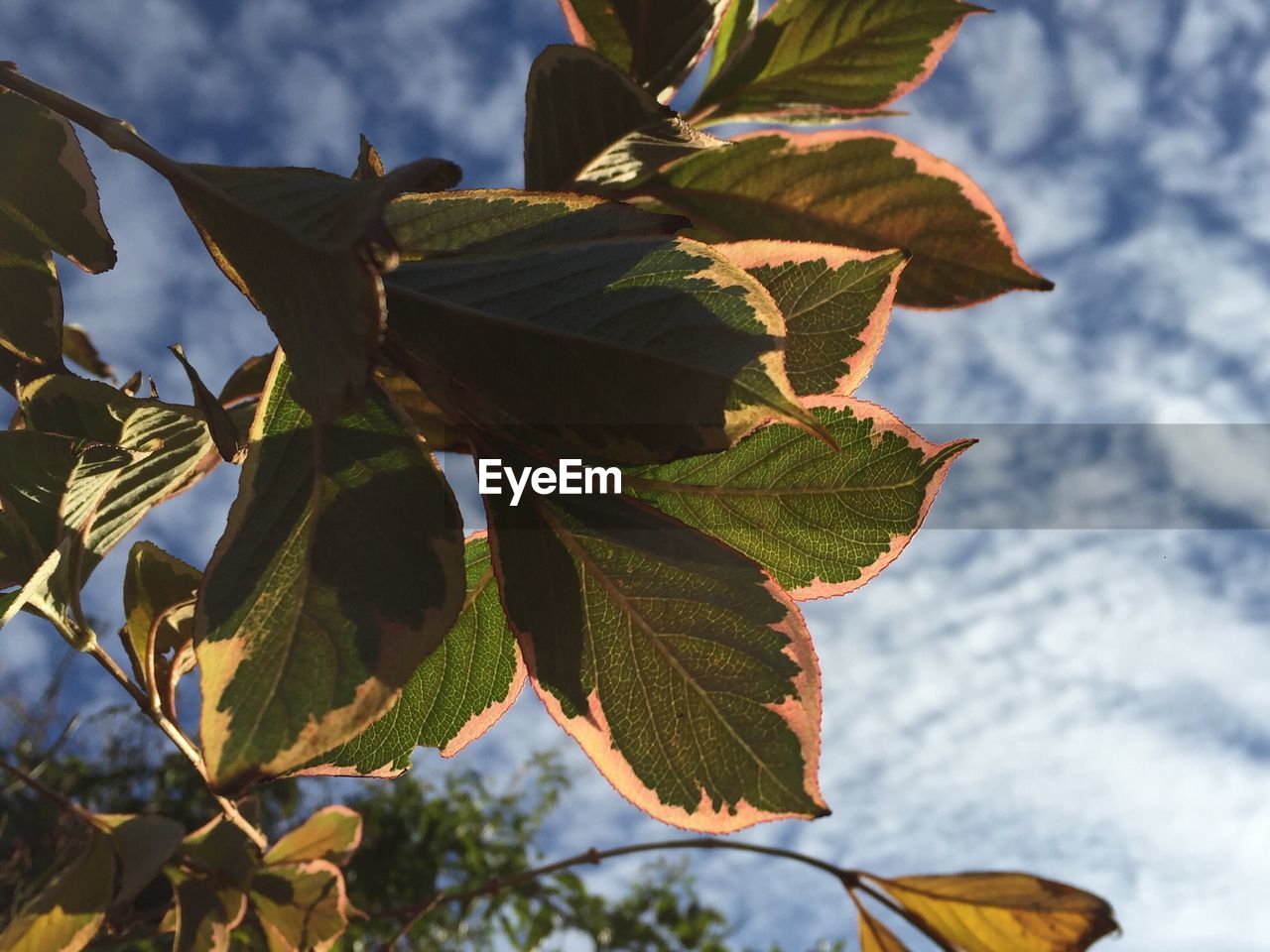 Low angle view of leaves against sky