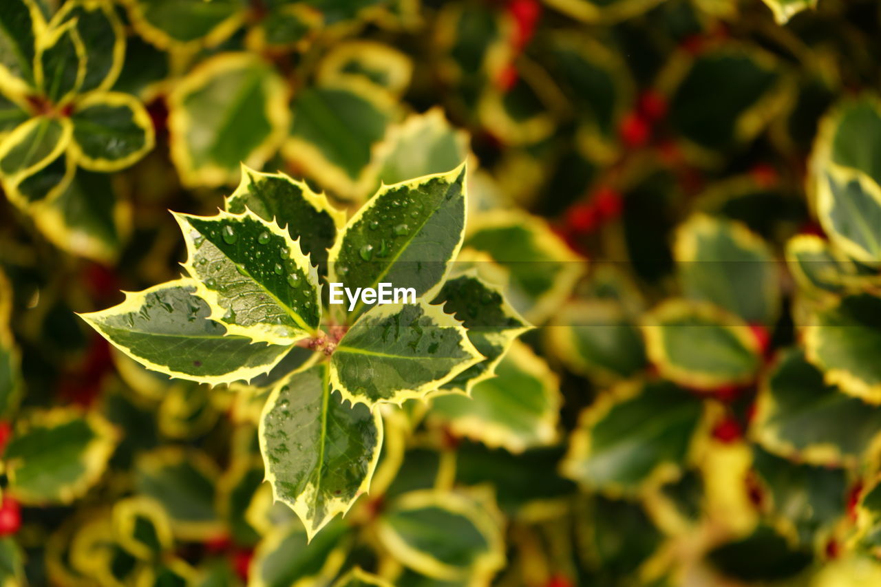 Close-up of plant leaves