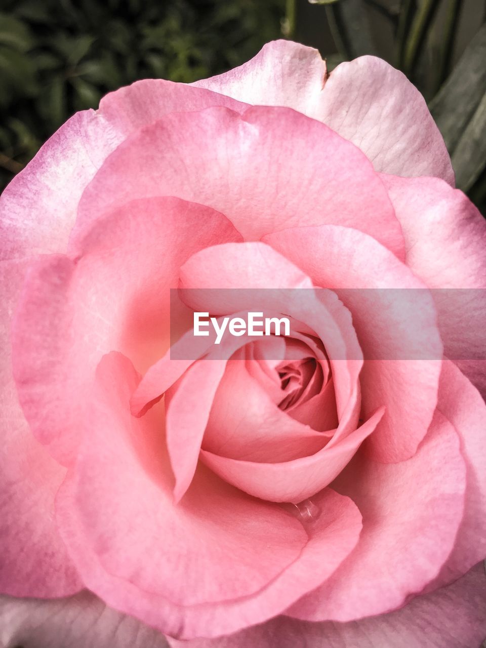 CLOSE UP OF PINK ROSE