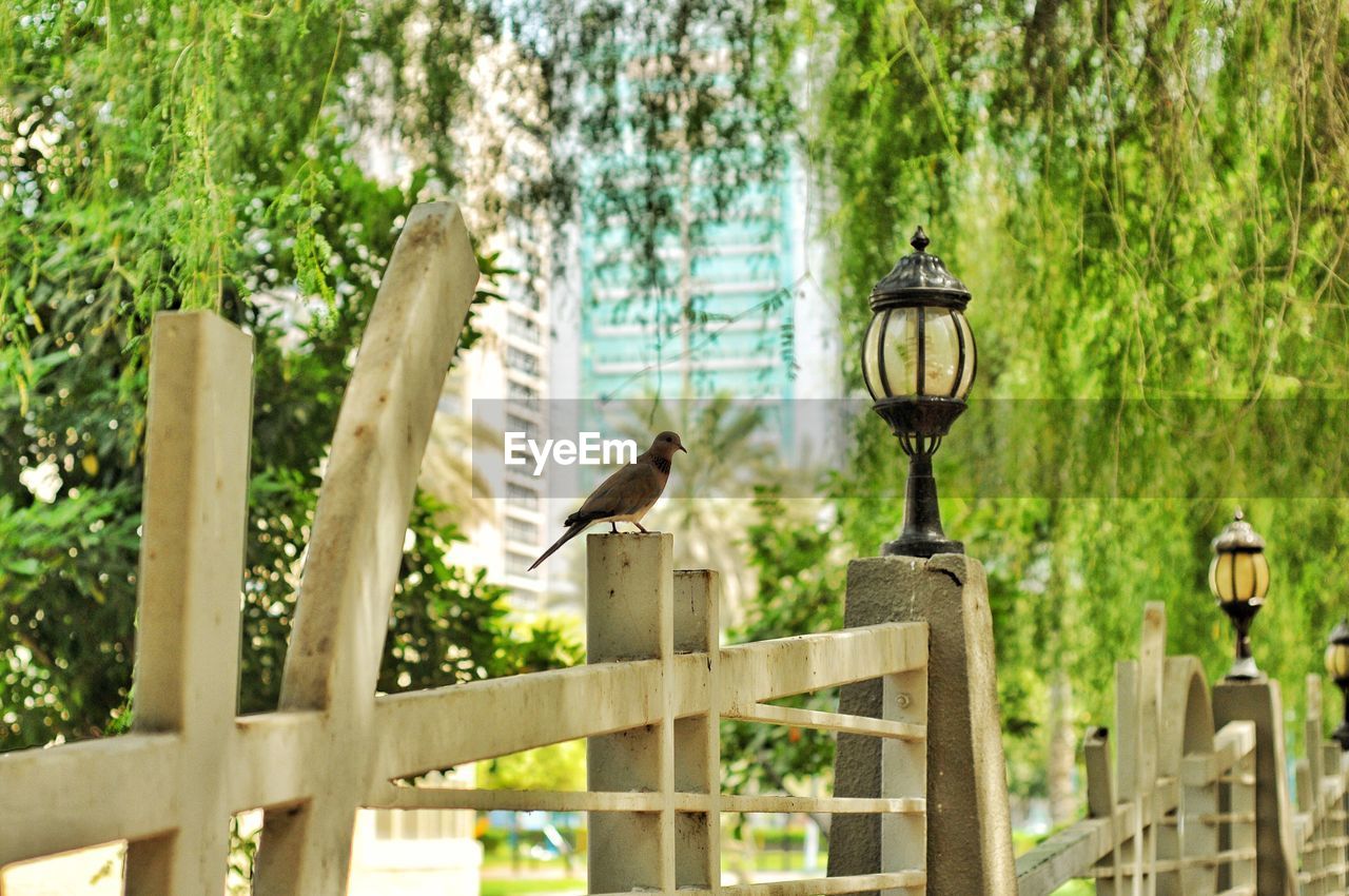 Birds perching on wooden post in a tropical city park