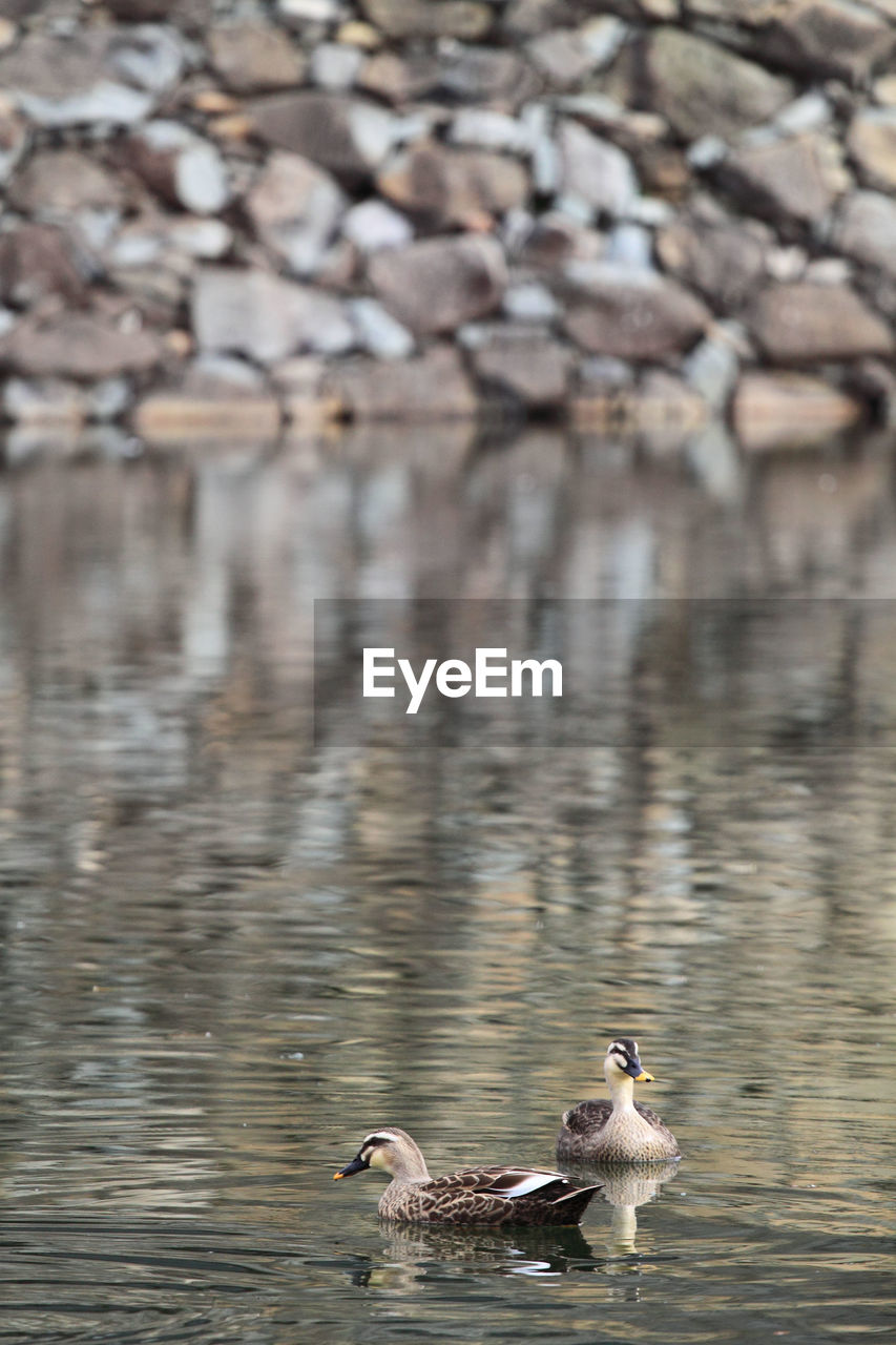 DUCKS SWIMMING IN A LAKE