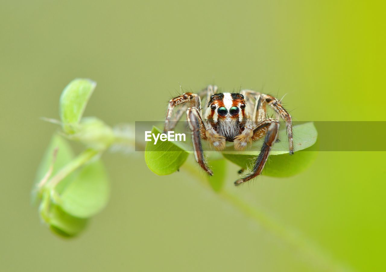 CLOSE-UP OF CATERPILLAR ON PLANT