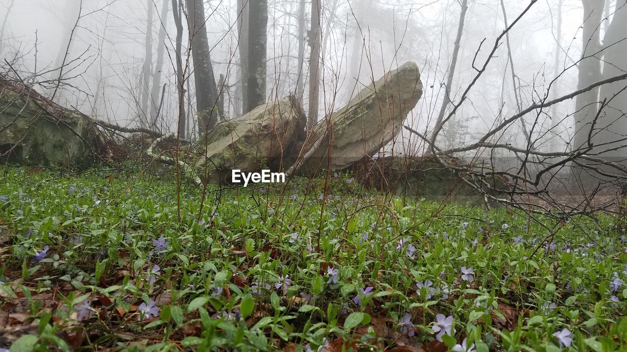 CLOSE-UP OF PLANTS GROWING ON FIELD