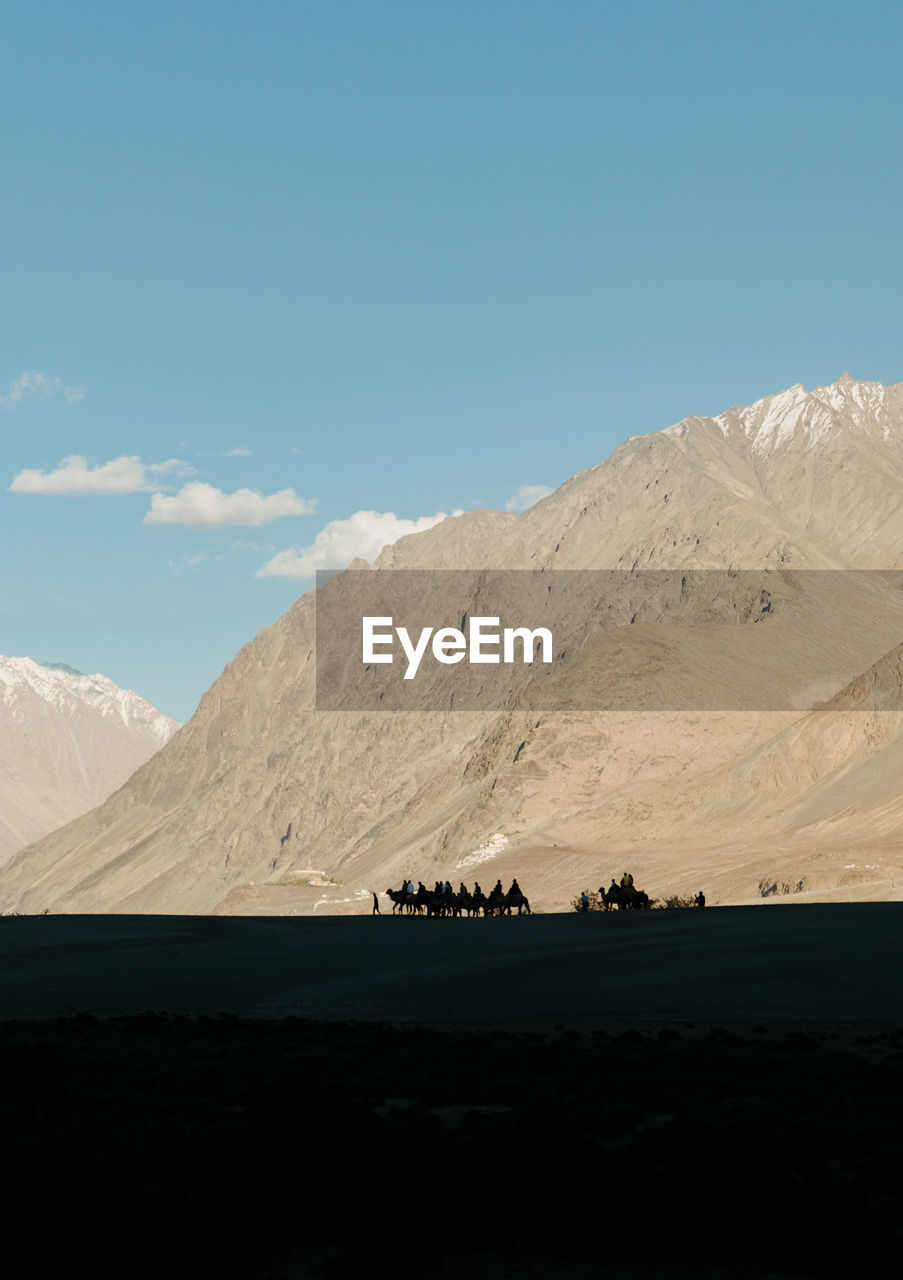 Camel ride silhouettes against snow capped mountains in nubra valley, ladakh, india.