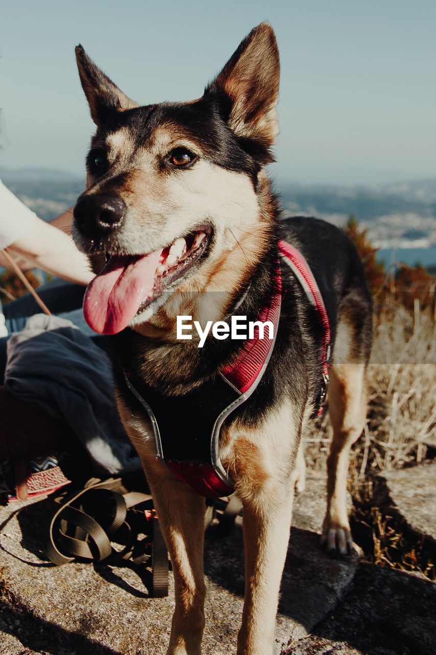 Dog looking away while sitting on land