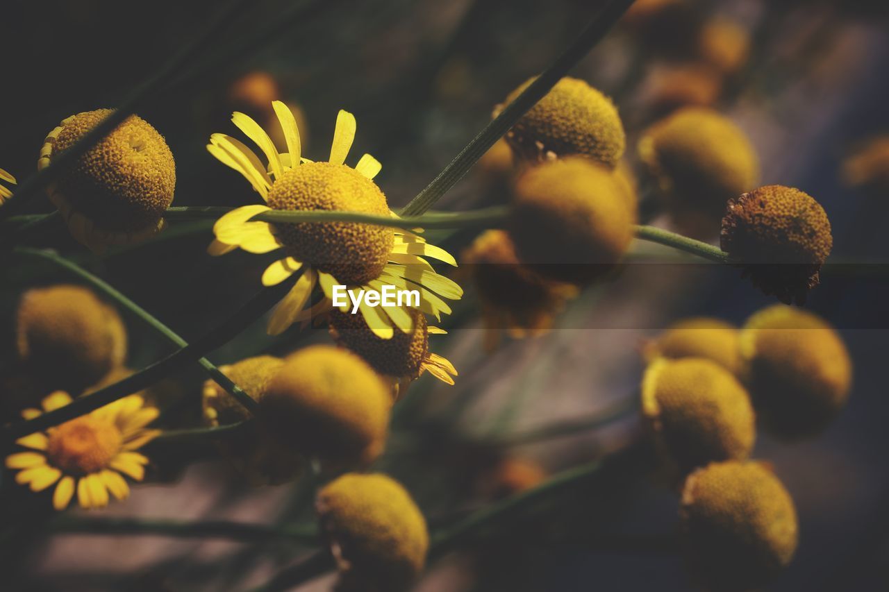 Close-up of yellow flowering plants