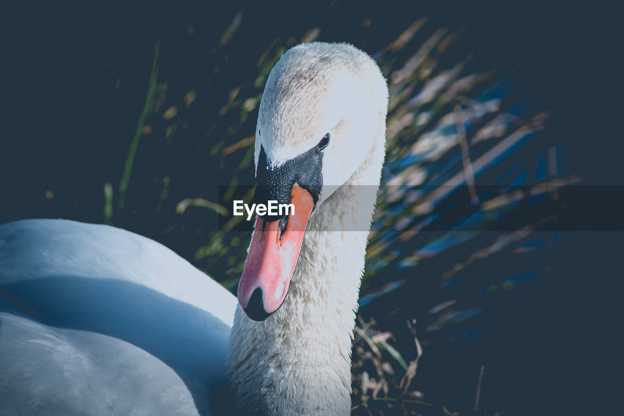 CLOSE-UP OF WHITE SWAN IN LAKE