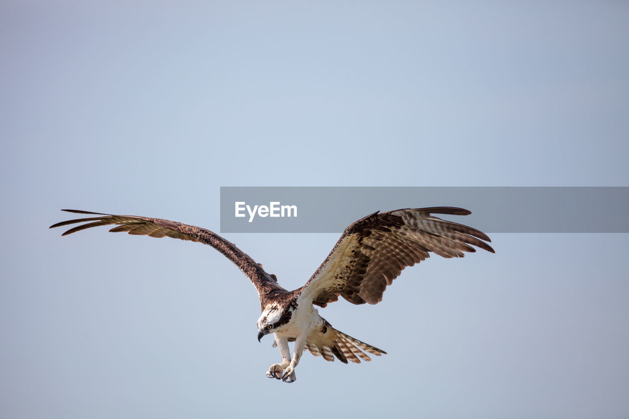 Osprey bird of prey pandion haliaetus flying across a blue sky over clam pass in naples