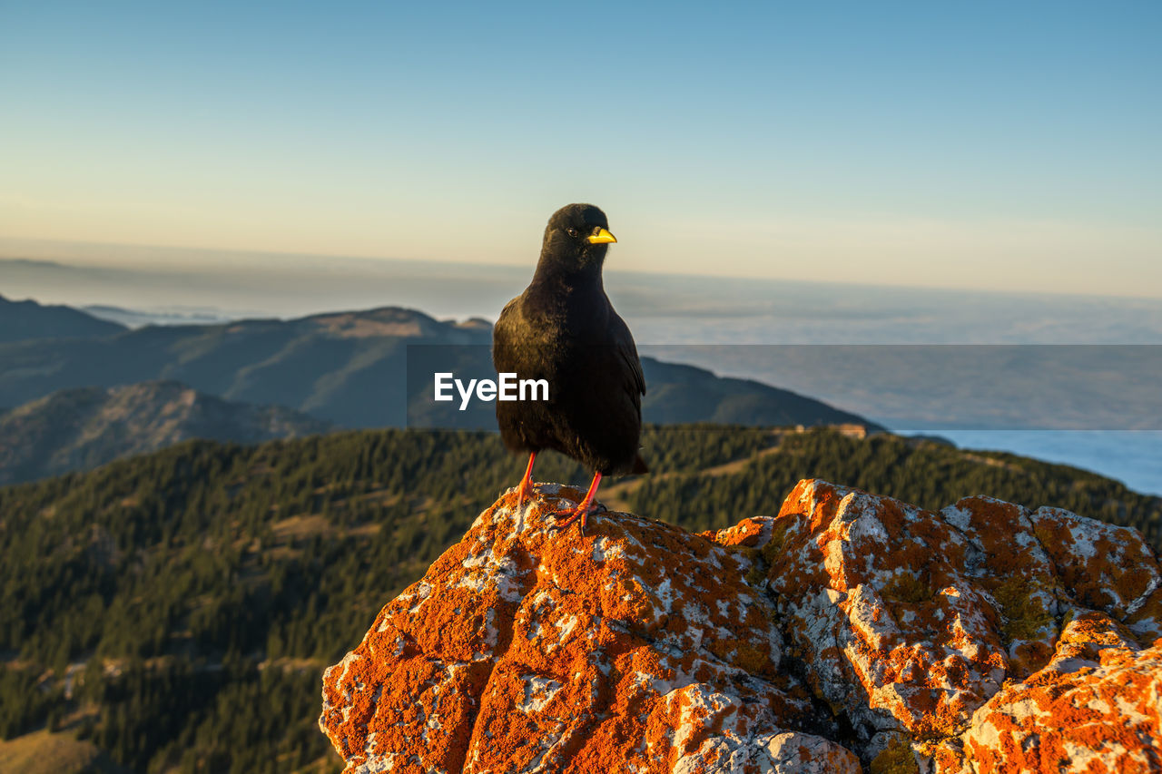 Alpine chough on a rock with red lichen