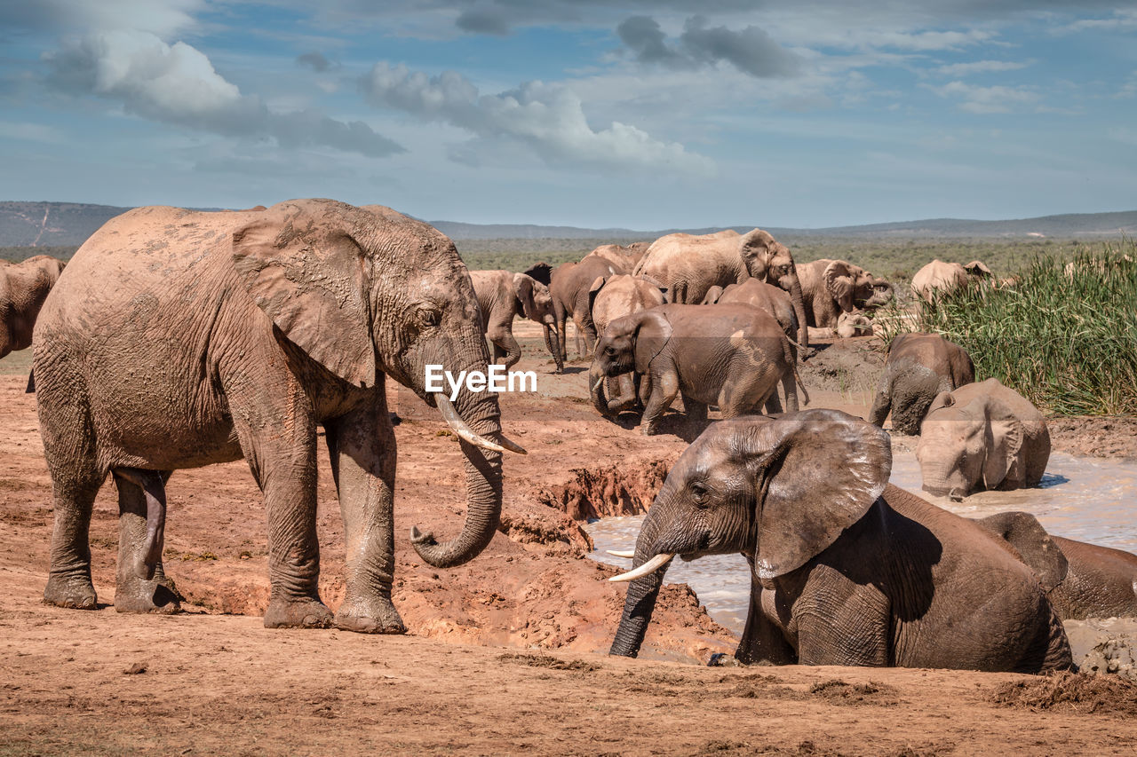 Elephants on landscape