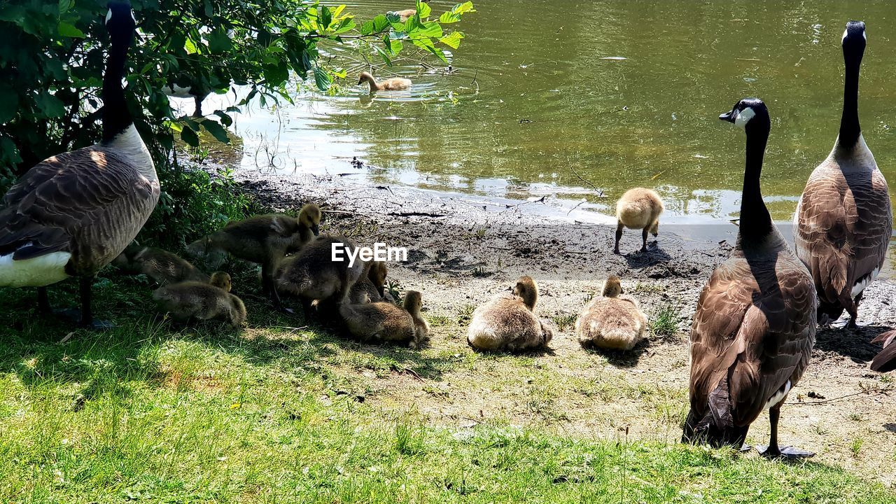 FLOCK OF BIRDS IN WATER