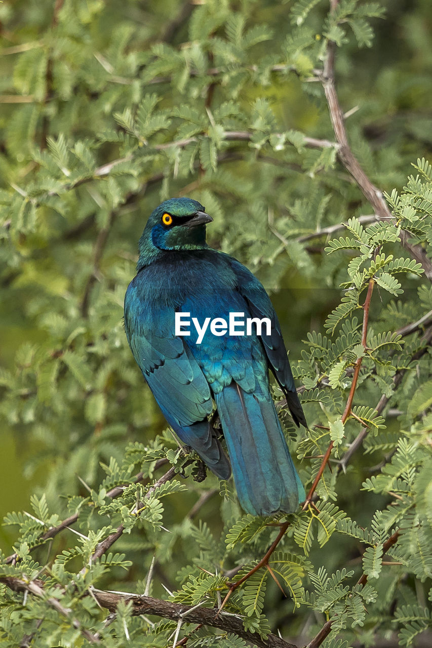 Bird perching on branch