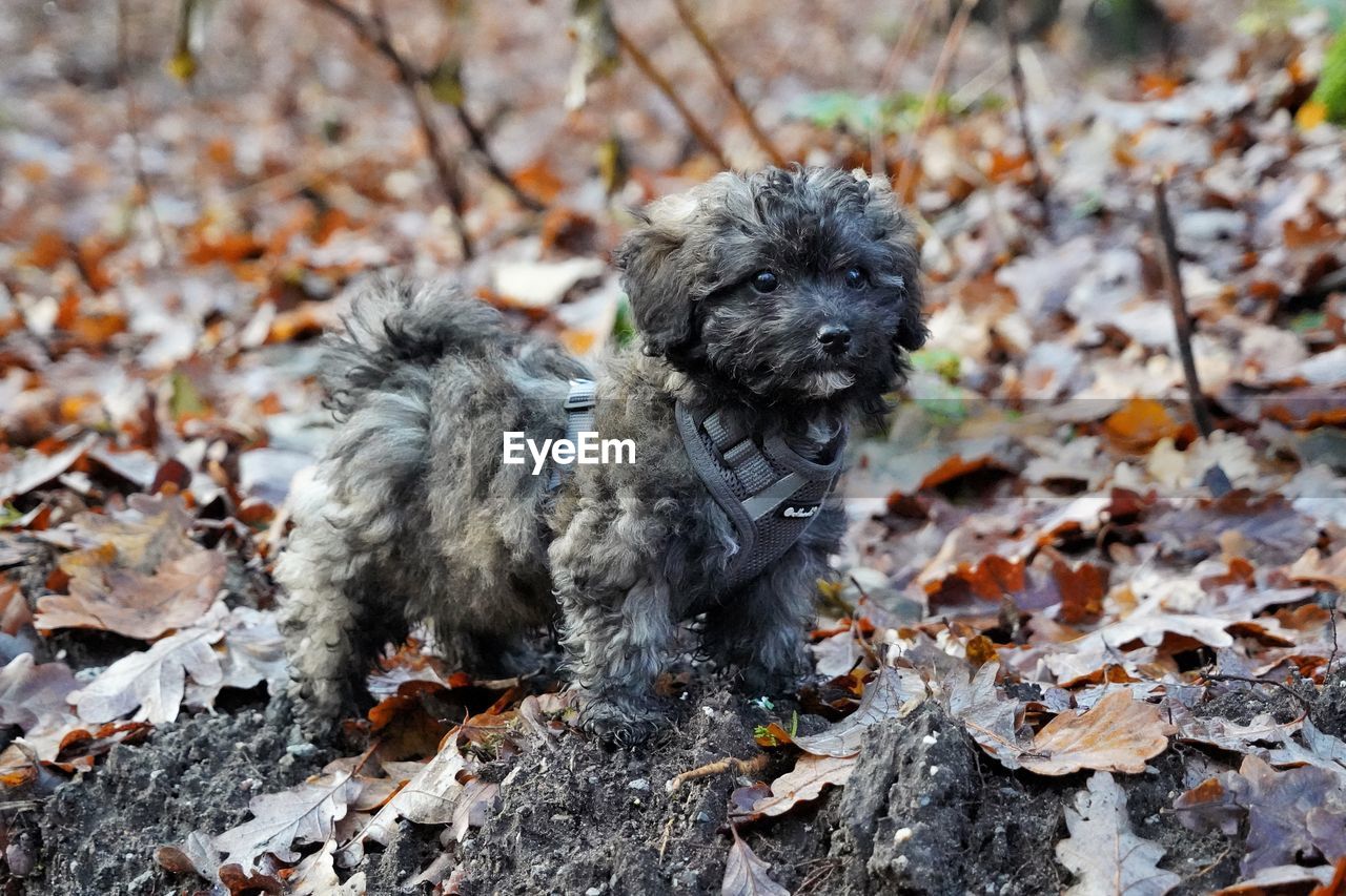 animal themes, animal, plant part, leaf, one animal, mammal, canine, dog, autumn, puppy, pet, domestic animals, nature, dry, day, no people, land, lap dog, young animal, leaves, outdoors, field, portrait, black, falling