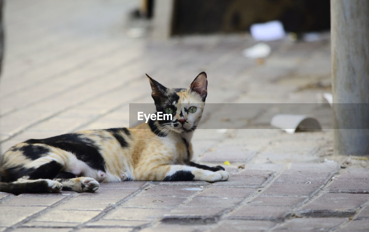 Portrait of cat sitting outdoors