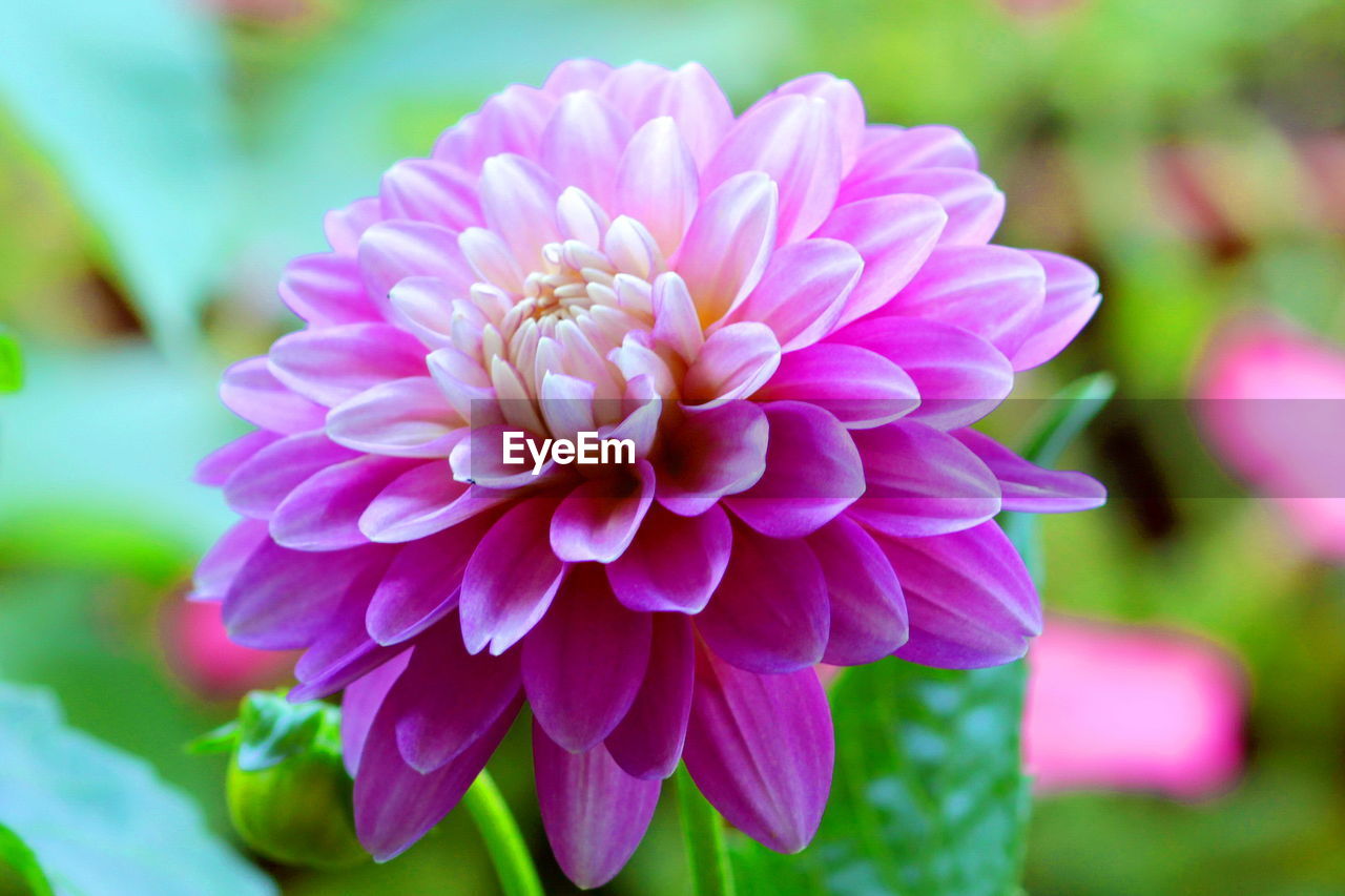 Close-up of pink dahlia blooming in park