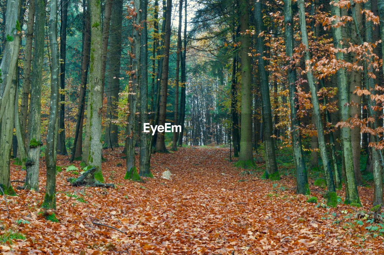 Trees in forest during autumn