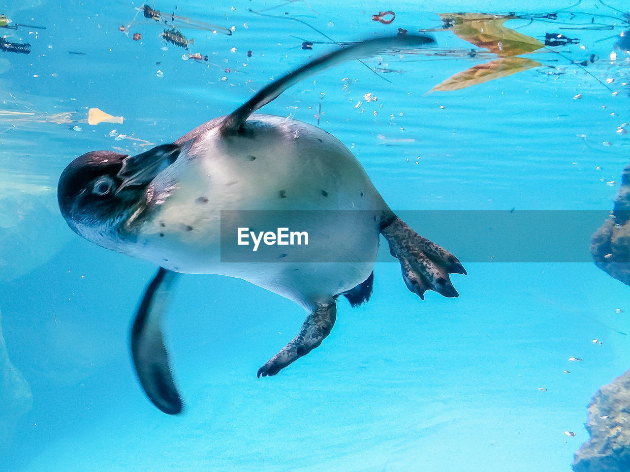 Penguin swimming lively