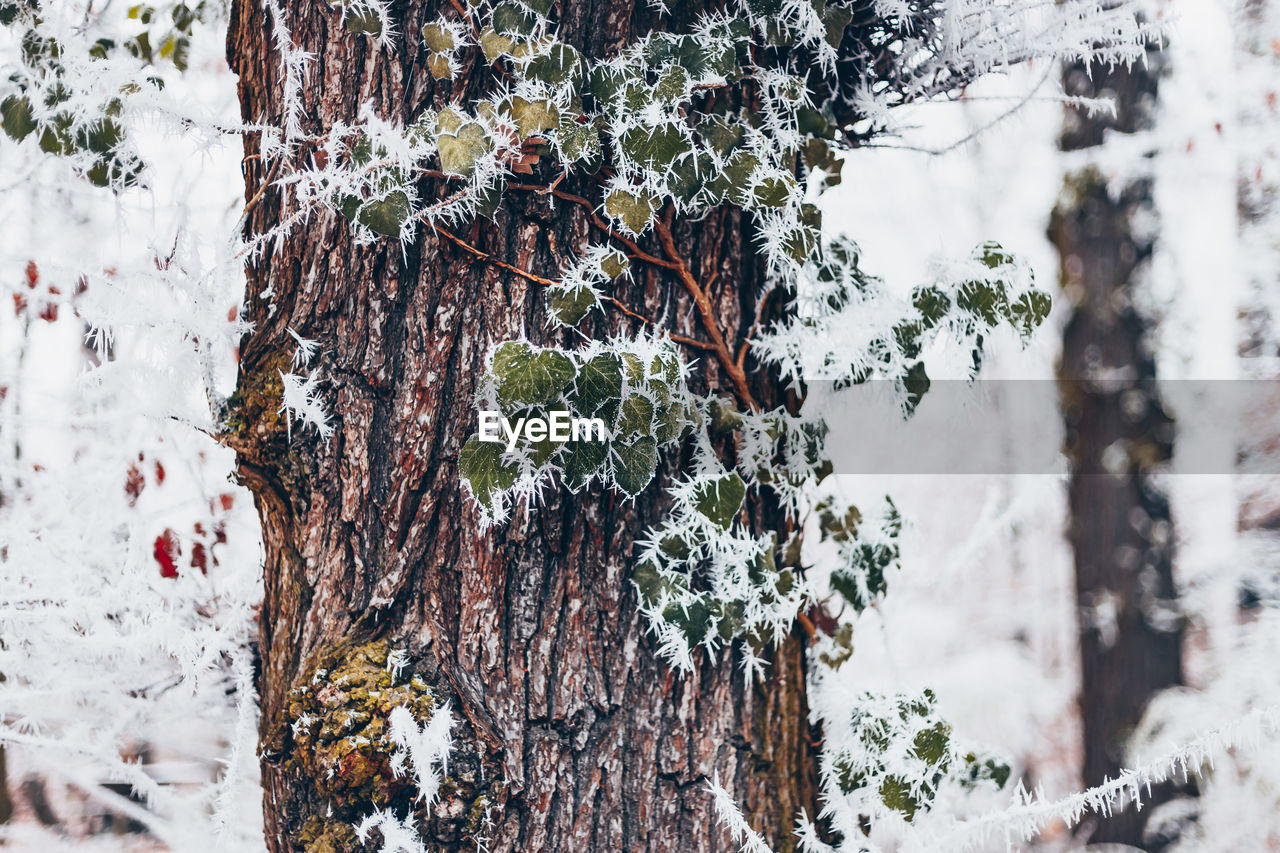 CLOSE-UP OF SNOW COVERED TREES