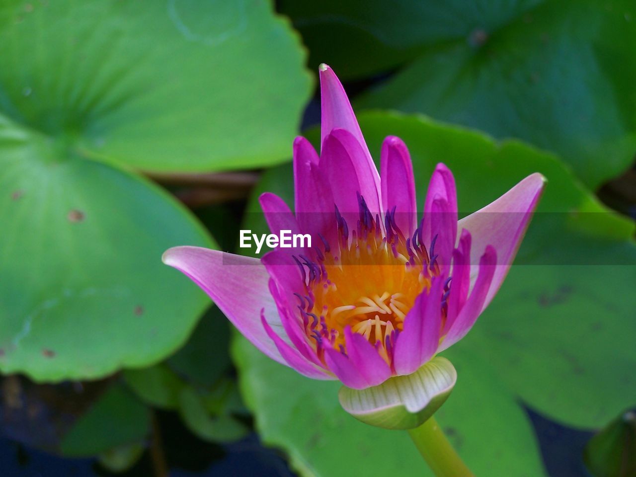 CLOSE-UP OF PINK WATER LILY