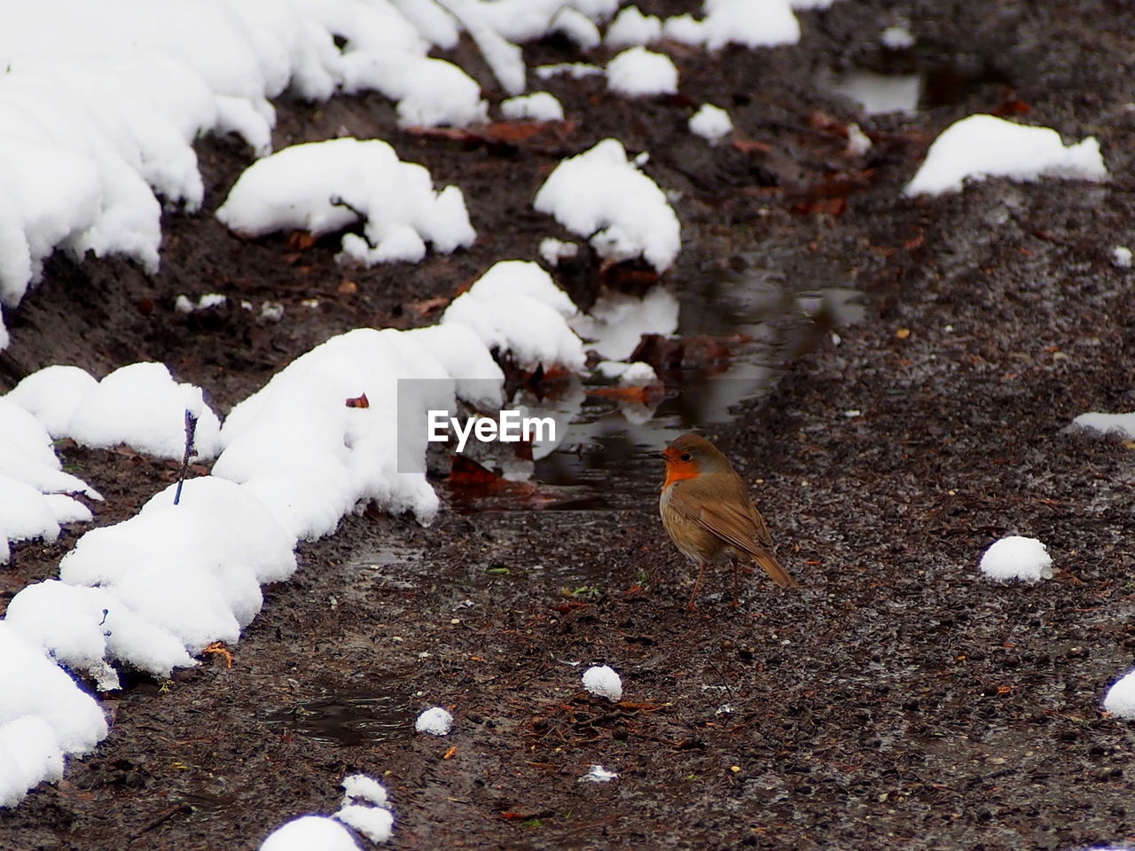 CLOSE-UP OF BIRDS ON SNOW