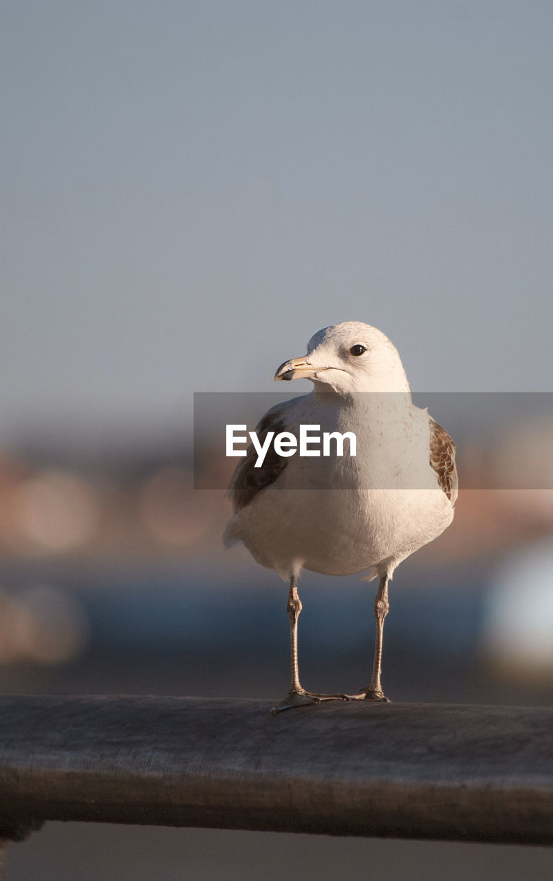 Close-up of seagull perching on wood against sky