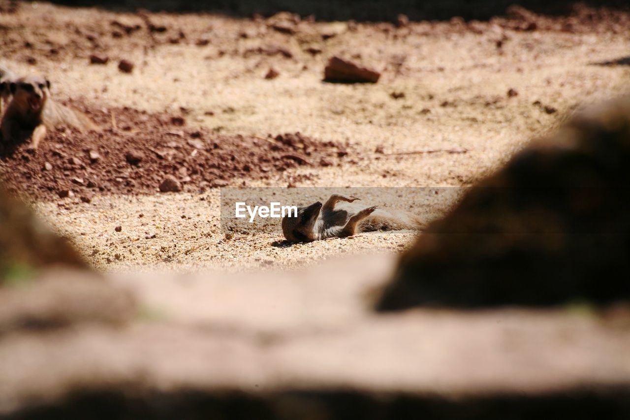 Close-up of meerkat lying on ground