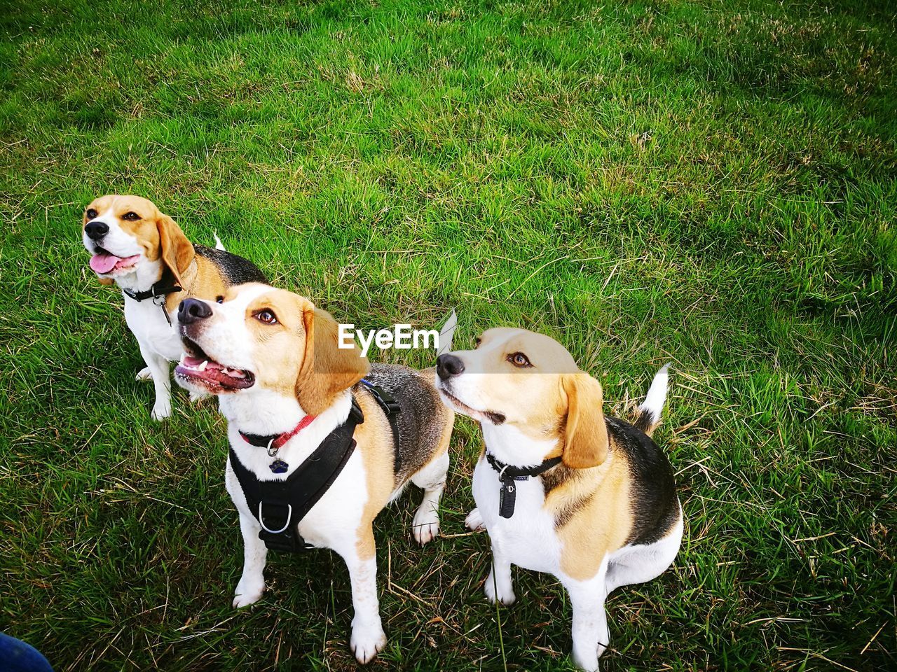 DOGS SITTING ON GRASS