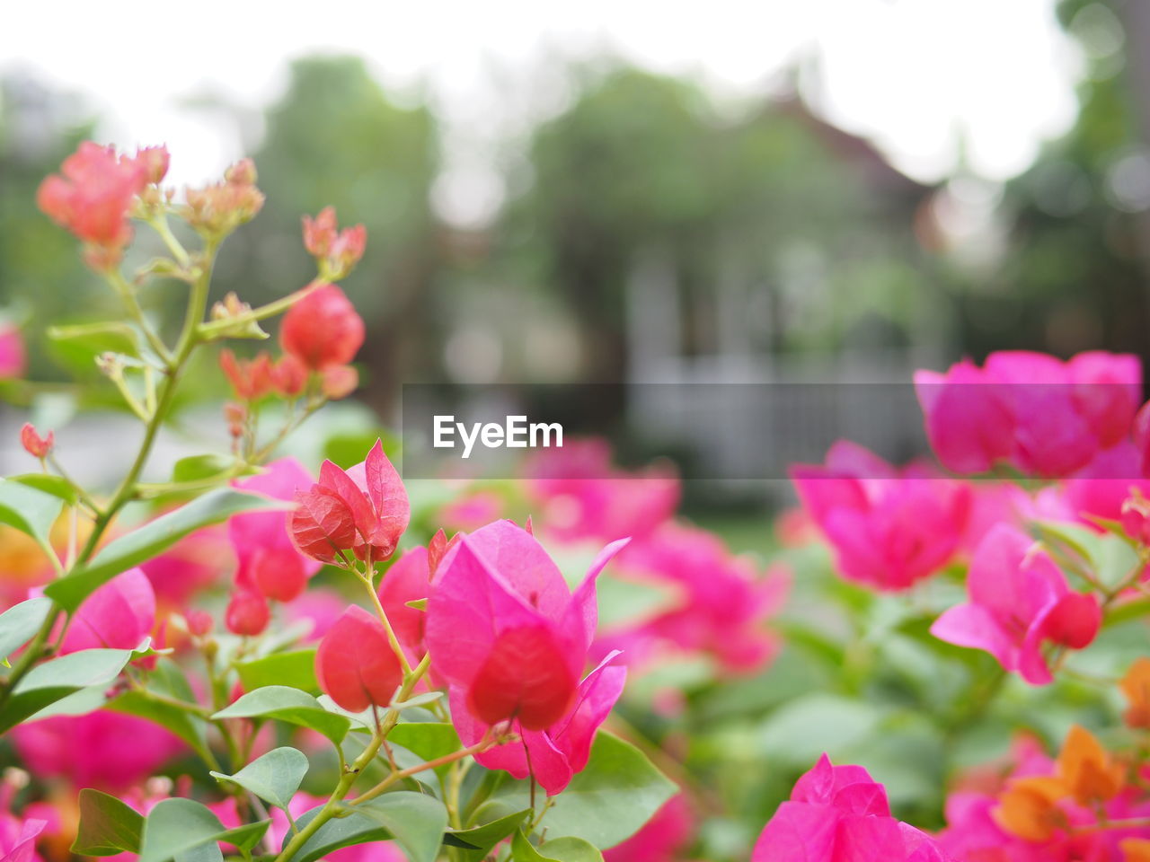 Close-up of pink flowering plants