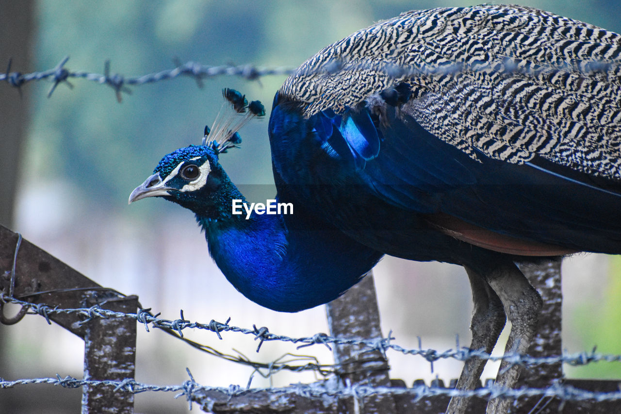 Peacock close up