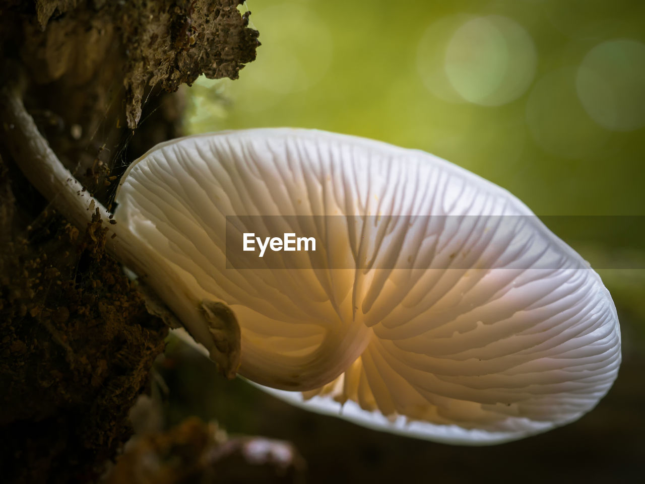 Close-up of white mushroom