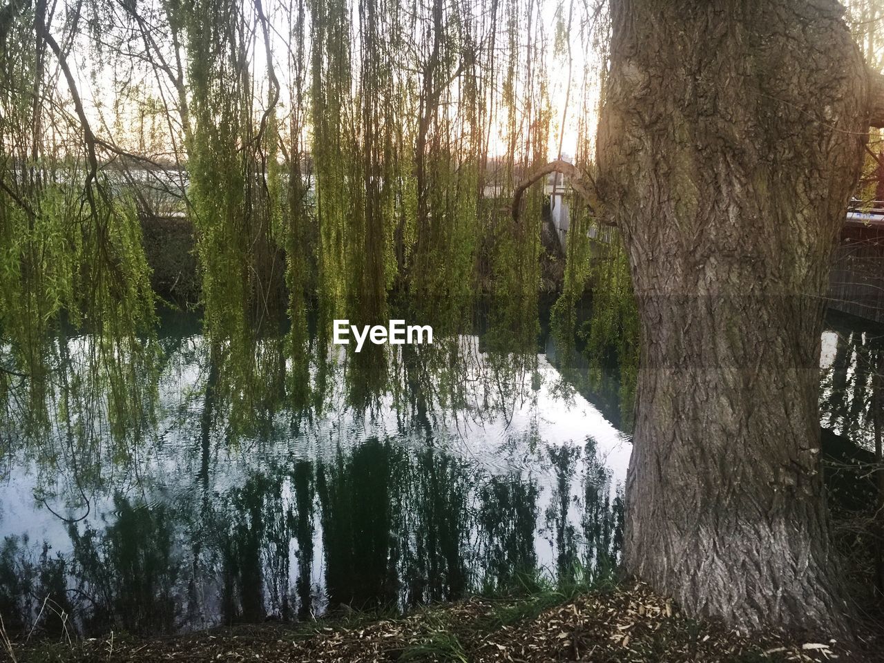 TREES GROWING IN LAKE