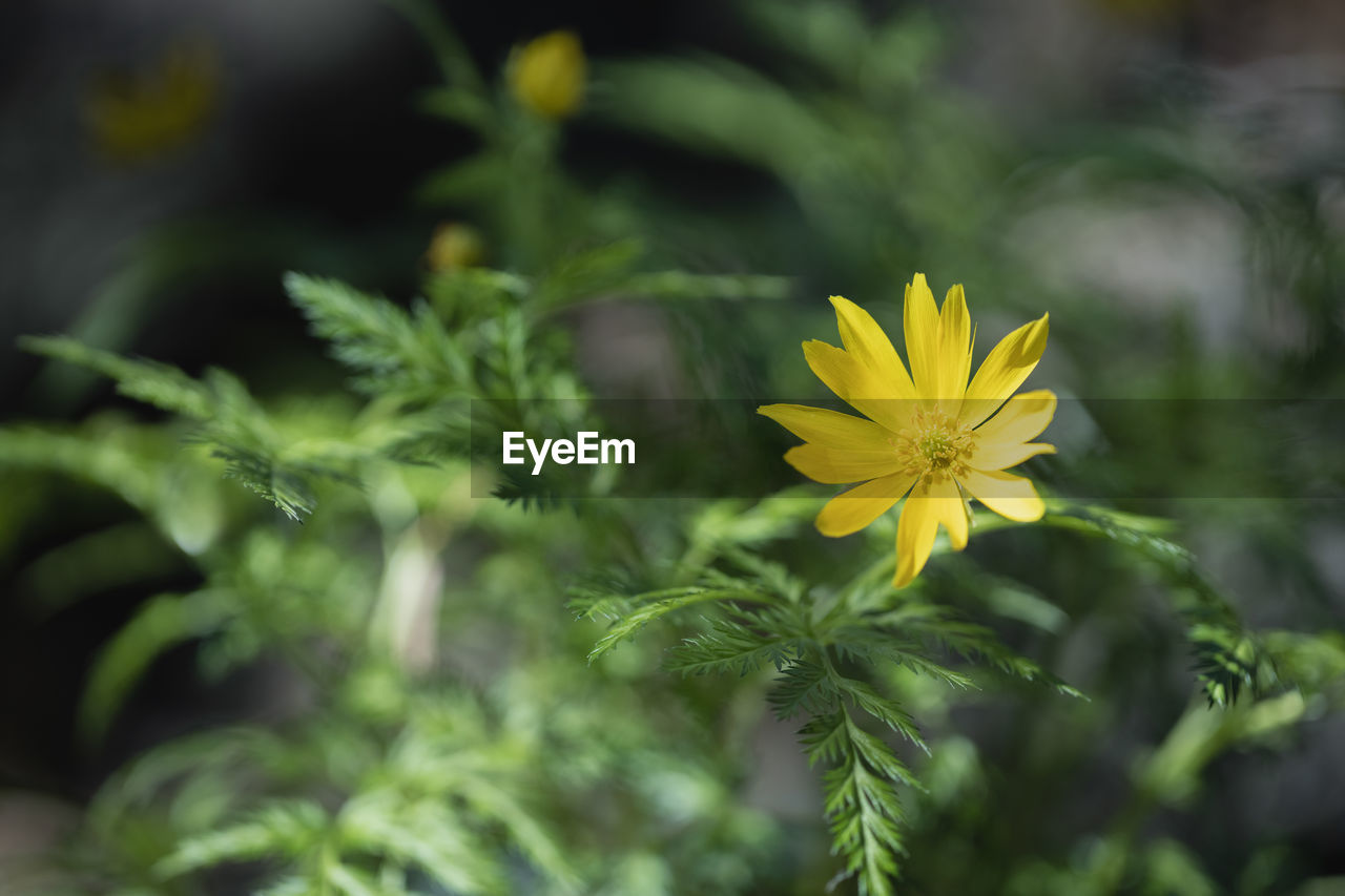 Close-up of yellow flowering plant