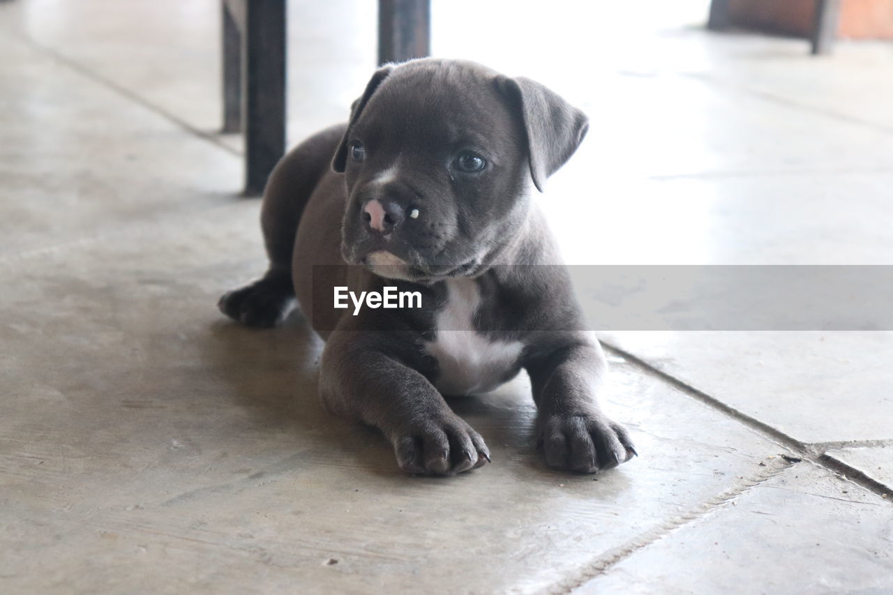 Portrait of puppy sitting on floor