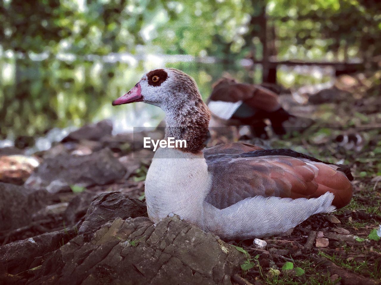 CLOSE-UP OF A DUCK ON FIELD