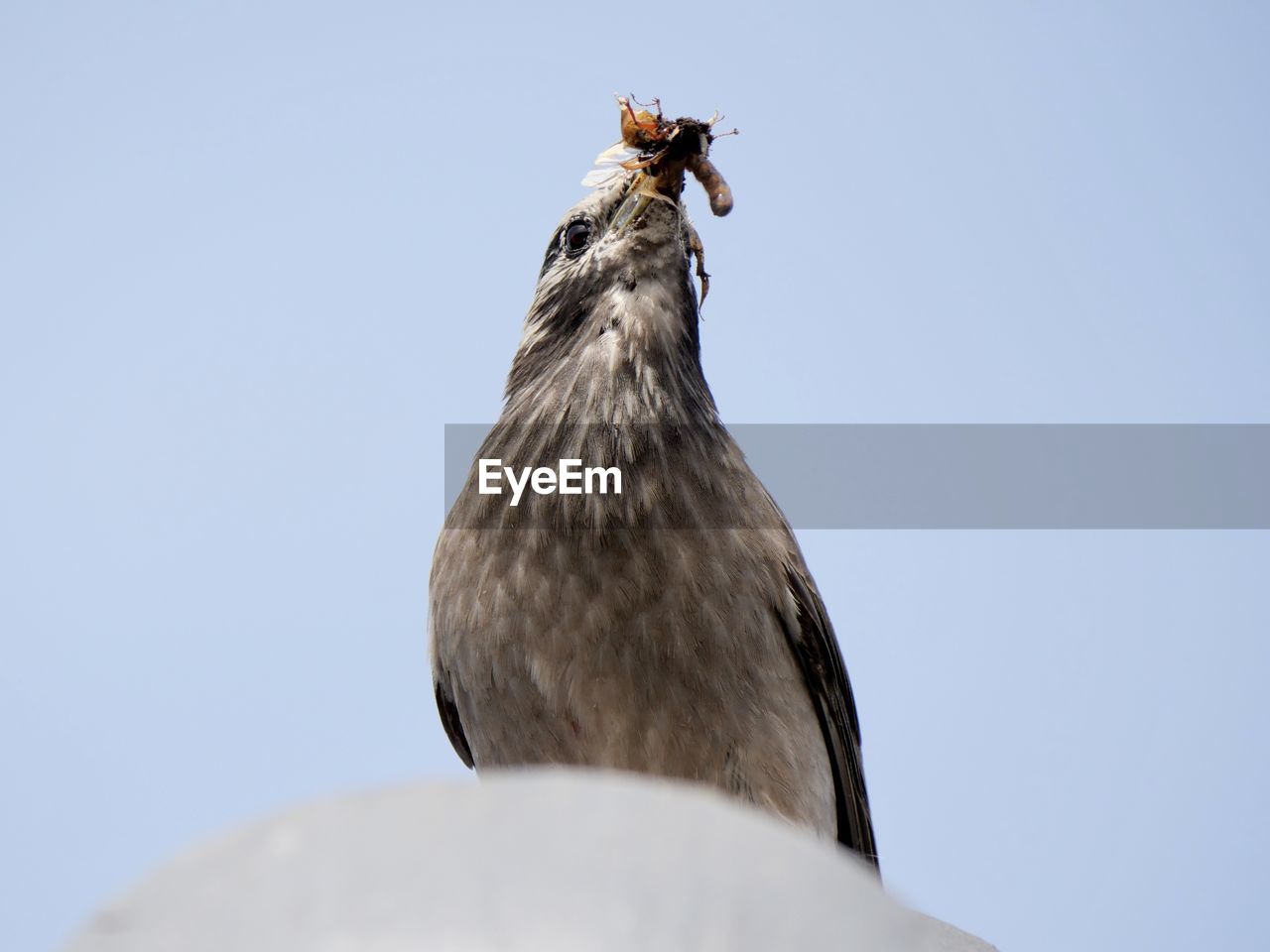 bird, animal themes, animal, animal wildlife, wildlife, one animal, nature, sky, no people, clear sky, close-up, low angle view, beak, day, perching, wing, outdoors, bird of prey, copy space, falcon, sunny, blue