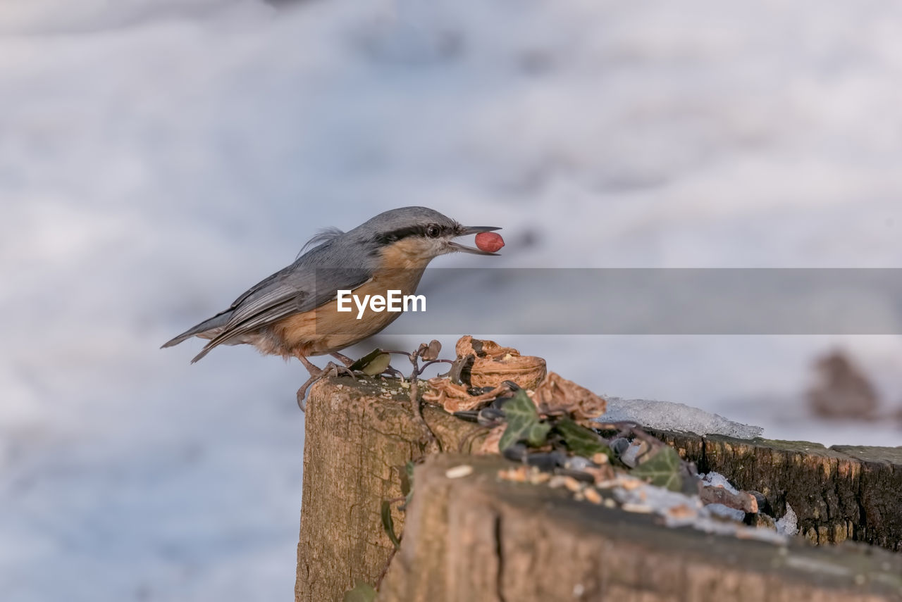 CLOSE-UP OF BIRD ON WOOD