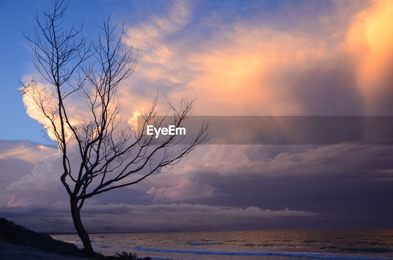 Scenic view of tree against sky during sunset