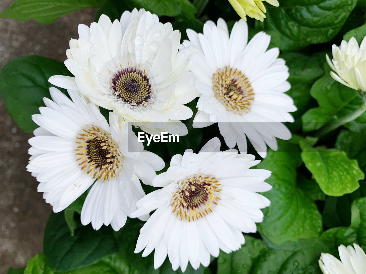 Close-up of white daisy flowers